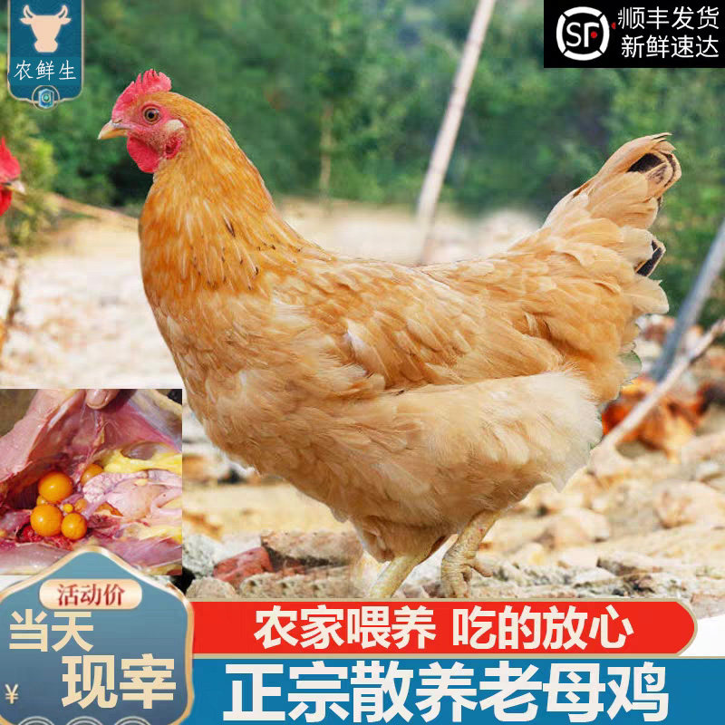 正宗新鲜老母鸡农家散养2年整只