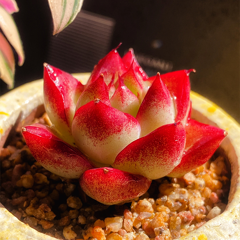 云南精控小萌肉梦幻女王 多肉植物室内云南直发室内稀有品种贵货