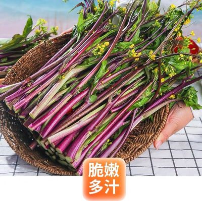 新鲜红菜苔农家自种蔬菜武汉洪山菜苔当季现摘湖北特产红菜心