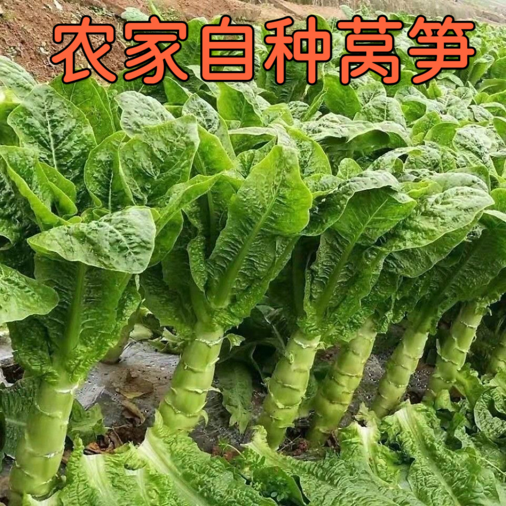 新鲜紫叶莴笋湖北农家露天自种时令鲜嫩香莴苣莴菜青莴笋,水产肉类/新鲜蔬果/熟食,其它,淘宝优惠券,粉丝福利购,淘宝优惠卷