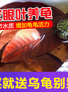 龙眼叶养龟神器乌龟专用腐皮烂甲龟用免煮大片小龟缸造景冬眠叶子