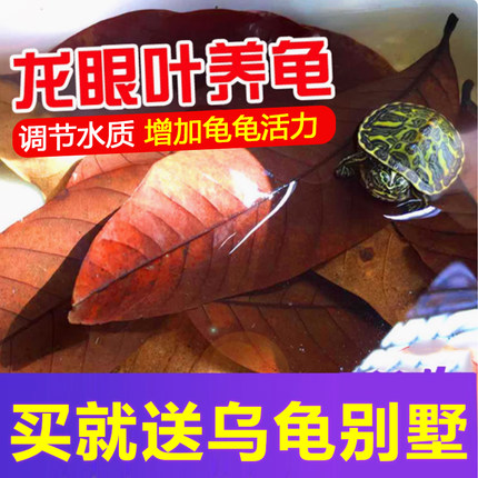 龙眼叶养龟神器乌龟专用腐皮烂甲龟用免煮大片小龟缸造景冬眠叶子