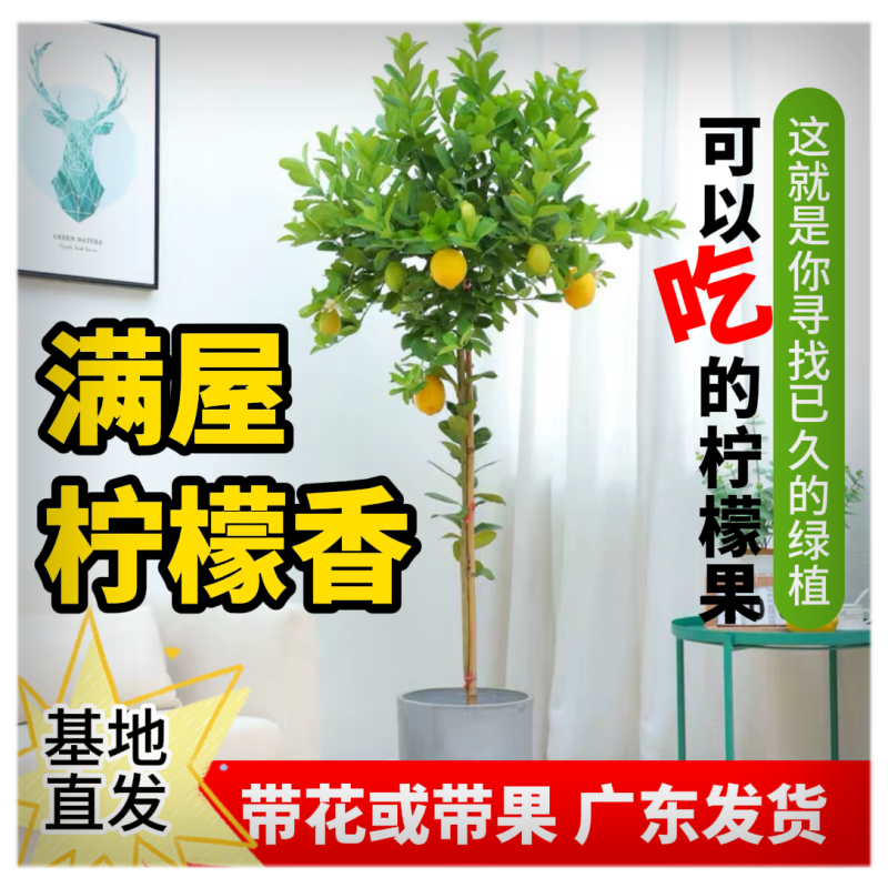 香水柠檬带花带果绿植四季