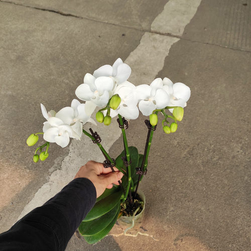 精品蝴蝶兰白天鹅纯白大舌头室内盆栽绿植花卉基地发货保证对版