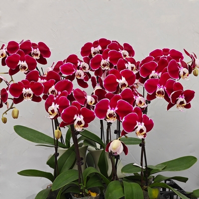 精品蝴蝶兰高贵典雅开花株