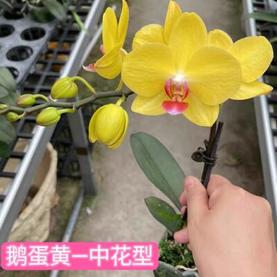 蝴蝶兰室内盆栽绿植花卉