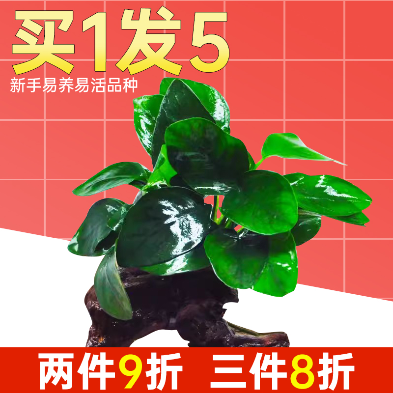 鱼缸造景水草套餐阴性水榕沉木浮萍莫斯活体真草淡水增氧水培植物