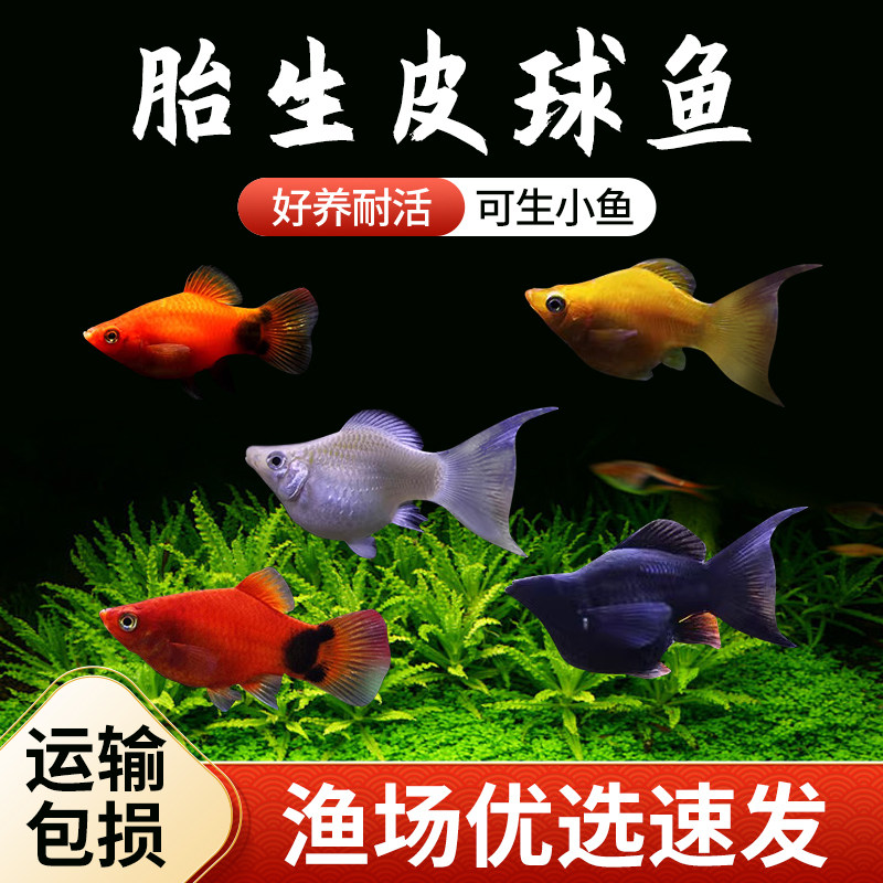 玛丽鱼皮球鱼除油膜胎生鱼活体米奇孔雀鱼好养耐活小型热带观赏鱼