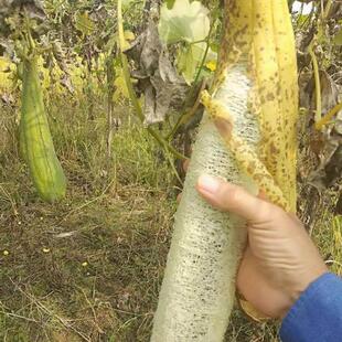 Loofah Sponge Bath Body Shower Bowl Scrubber Kitchen Bathroo