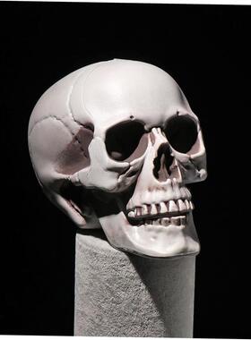 Halloween All Size Human Skull Head Skeleton Hanging Skull S