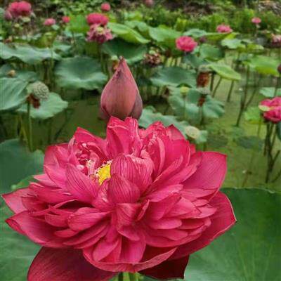 k藕子生莲种太空l莲湘莲苗观赏莲重瓣大荷花睡莲水莲植物可阳台种