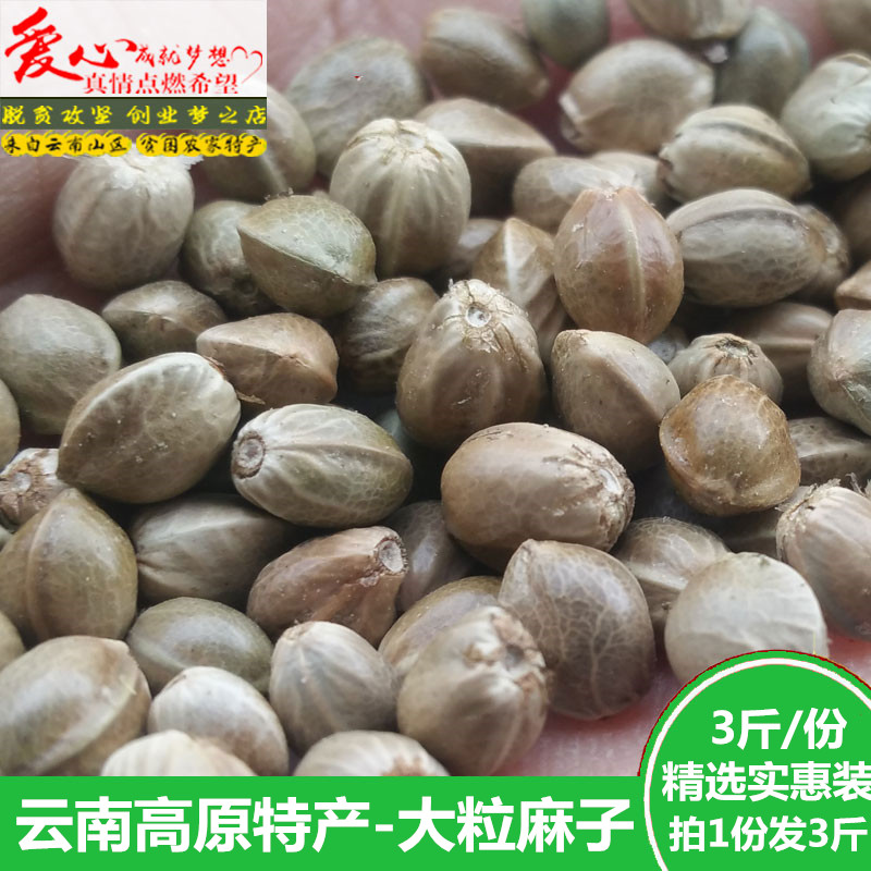 ￥新疆包邮西藏新货麻子大粒生新鲜火麻子麻籽人食用原味非五香云