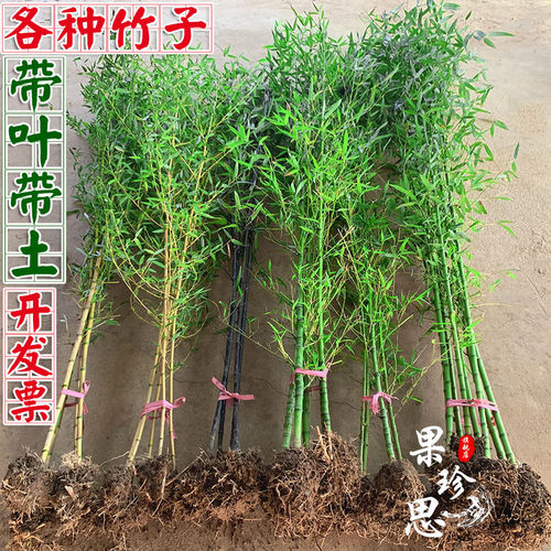 户外大型盆栽植物价格 户外大型盆栽植物图片 星期三