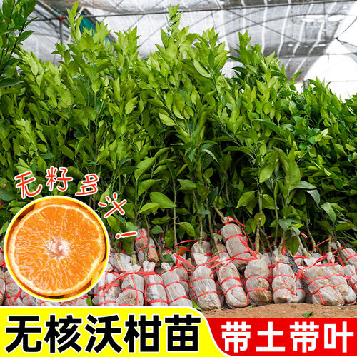正宗沃柑树苗纯甜无核基地直发
