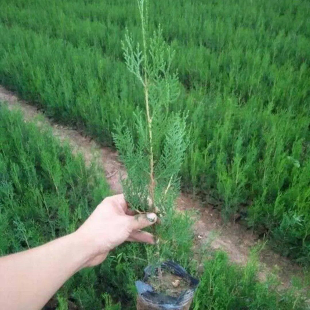 柏树苗塔柏侧柏扁柏圆柏松柏宝塔松树苗松树龙柏苗绿化柏树四季青