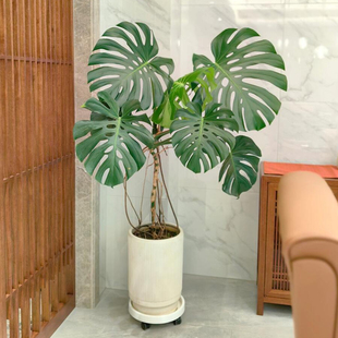 大叶龟背竹老桩植物室内客厅大型绿植办公室落地大号真花四季常绿