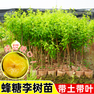 正宗蜂糖李子树苗嫁接李子树苗盆栽地栽青脆李子苗营养杯苗李子树