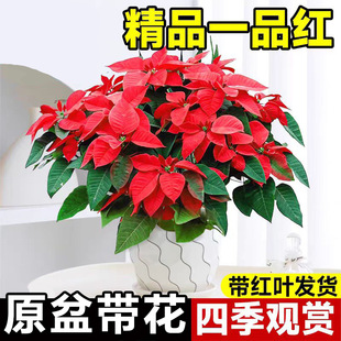 一品红盆栽客厅室内四季好养年宵花卉盆景圣诞桌面装饰鲜花真绿植