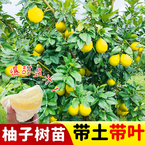 柚子树苗带土带叶发货
