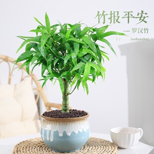 佛肚竹盆栽罗汉竹老桩四季常青植物办公室内客厅矮化盆景花卉绿植