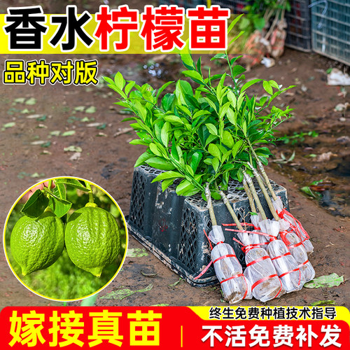 广东香水柠檬苗四季无核嫁接果树