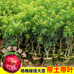 嫁接正宗杨梅苗东魁杨梅苗大树苗果苗带土带叶营养杯南方北方种植