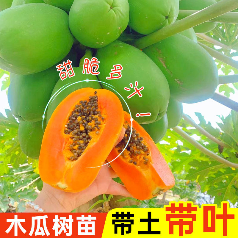 木瓜营养杯苗矮化冰糖心木瓜苗带土带叶盆栽地栽庭院种植产地直发