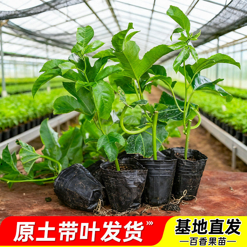 黄金百香果苗带土带叶基地直发图片