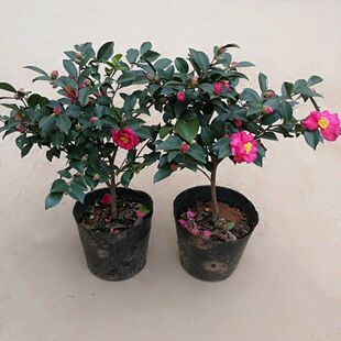 茶梅花苗大杯苗粉红茶梅四季常青盆栽耐寒茶花树苗庭院花园绿化带