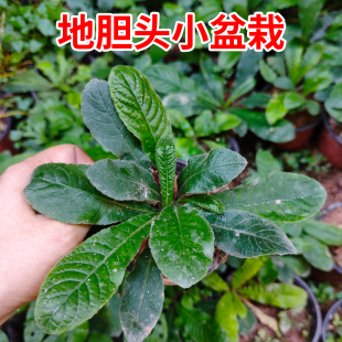 地胆头种苗苦地胆草红花地斩头种子新鲜现发阳台四季广东凉茶苗