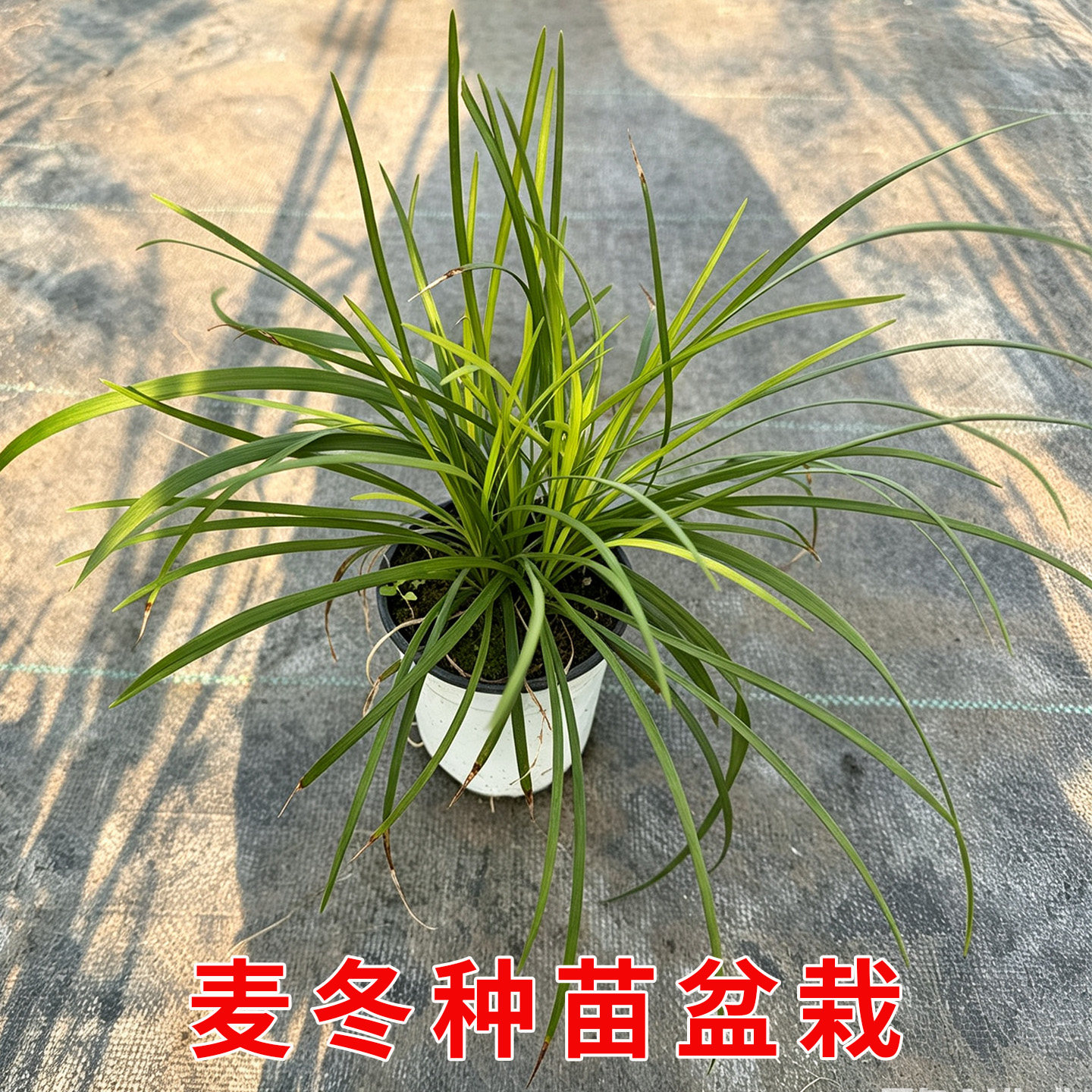 麦冬盆栽矮生地被块根食用中草药材绿化常青植物基地直发带土带叶图片