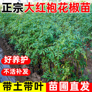 九叶青花椒树苗大红袍花椒苗地栽盆栽藤椒麻椒树四季种植带土带叶