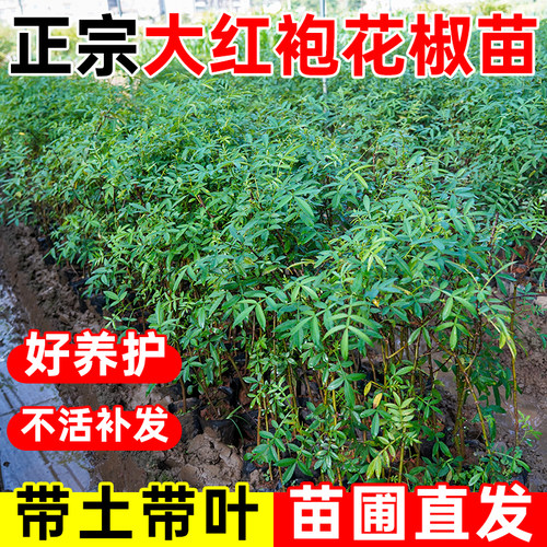 九叶青花椒树苗花椒树苗