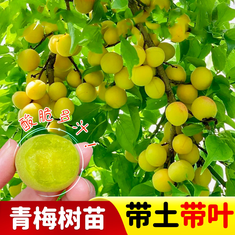 青梅苗树苗青口梅酸梅苗乌梅种植梅子树嫁接李子树苗南方当年结果