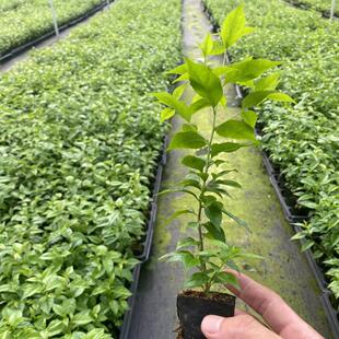 天星木岗梅树苗点称星树苗中药材种苗梅叶天青南方可种植基地直发