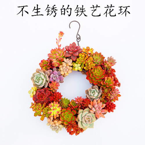花环多肉价格 花环多肉图片 星期三