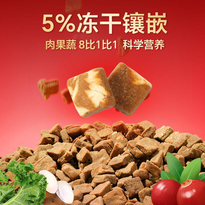 ATDO初老泰迪6岁中老年犬