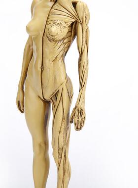 美术绘画素描素材教学医用模具人体模型参考树脂工艺品人身体模型