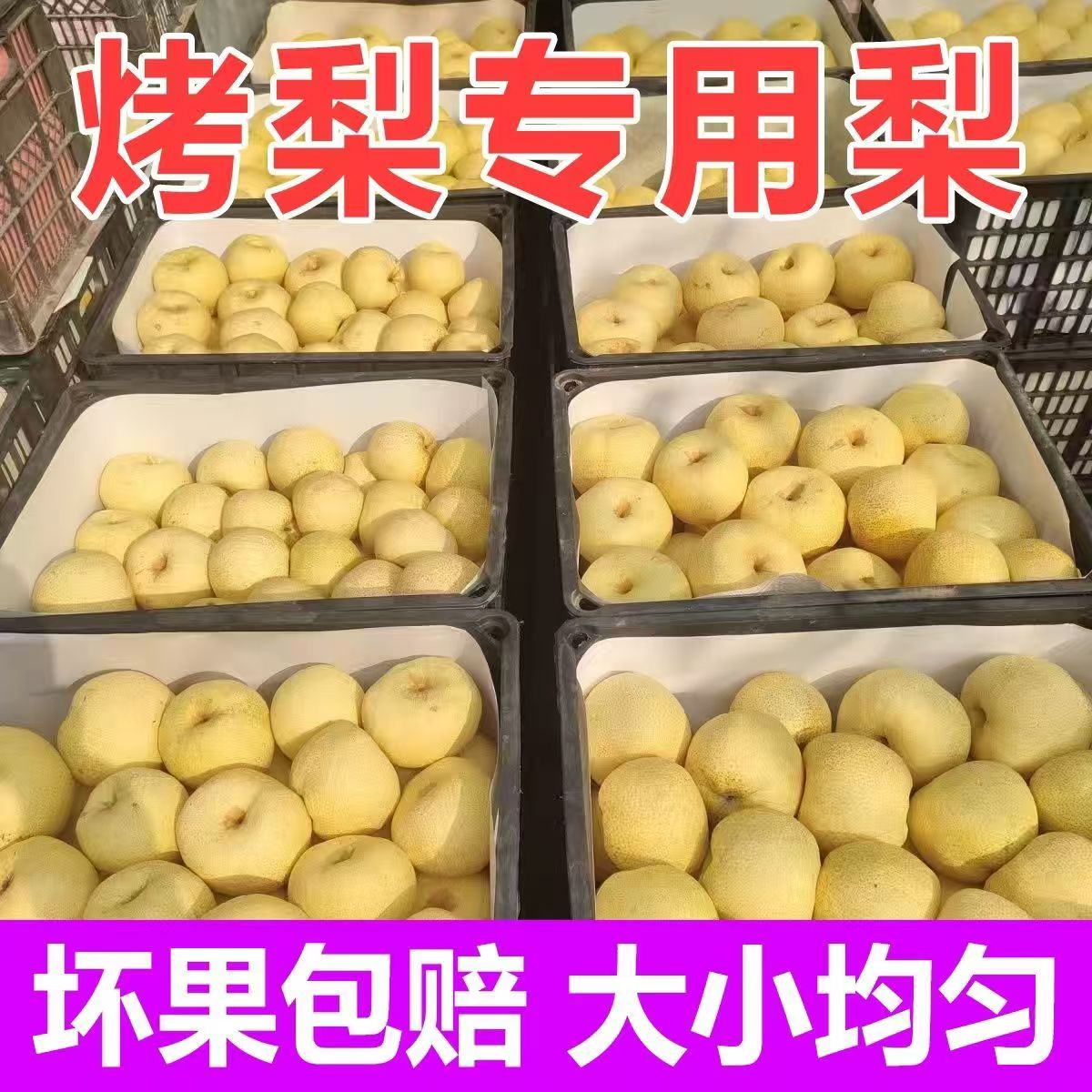 烤梨专用梨冰糖小吊梨汤
