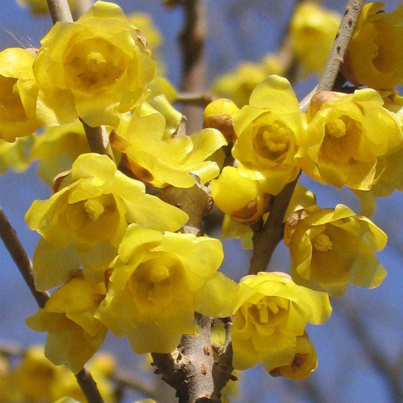 腊梅花树苗盆栽老桩浓香花卉室内外客厅盆景黄梅花耐寒庭院绿植物