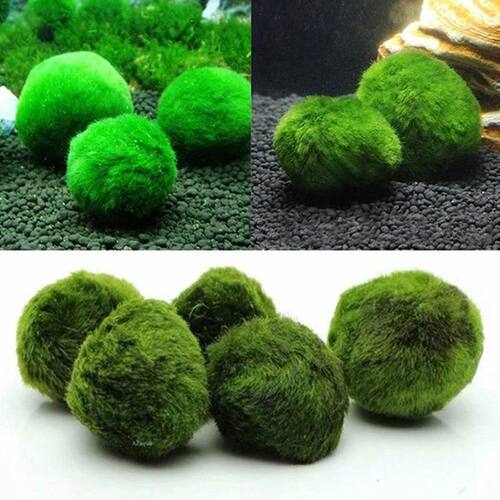3-4cm Marimo Moss Balls Live Aquarium Plant Algae Fish Shrim