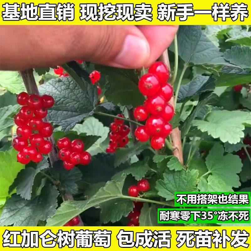 黑加仑苗红加仑葡萄树苗南北方种植葡萄苗盆栽地栽庭院耐寒果树苗