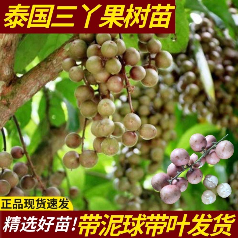 珍贵果泰国三丫果树苗羊奶果苗南方北方种植木奶果树苗当年结果