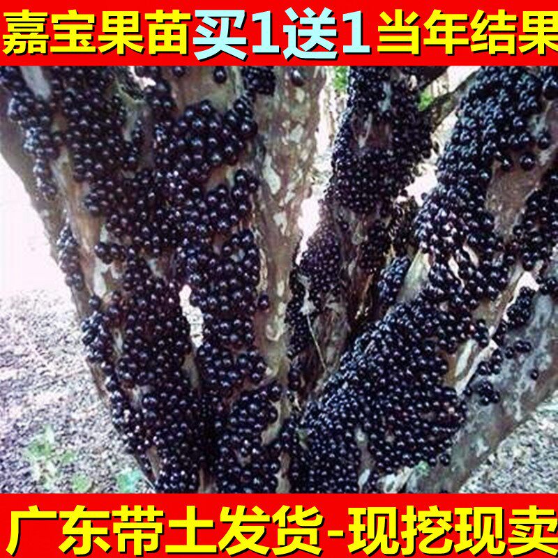 四季嫁接嘉宝果树苗台湾嘉宝果苗阳台庭院南北方盆地栽种当年结果