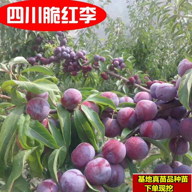 阿坝州汶川茂县晚熟脆红李 红脆李子苗 脱骨李子果树苗 一年生苗