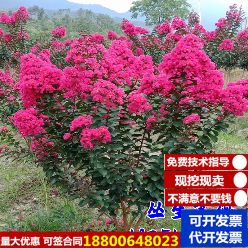 丛生紫薇丛生多杆紫薇红火箭紫薇小苗紫薇树苗别墅庭院大型风景树