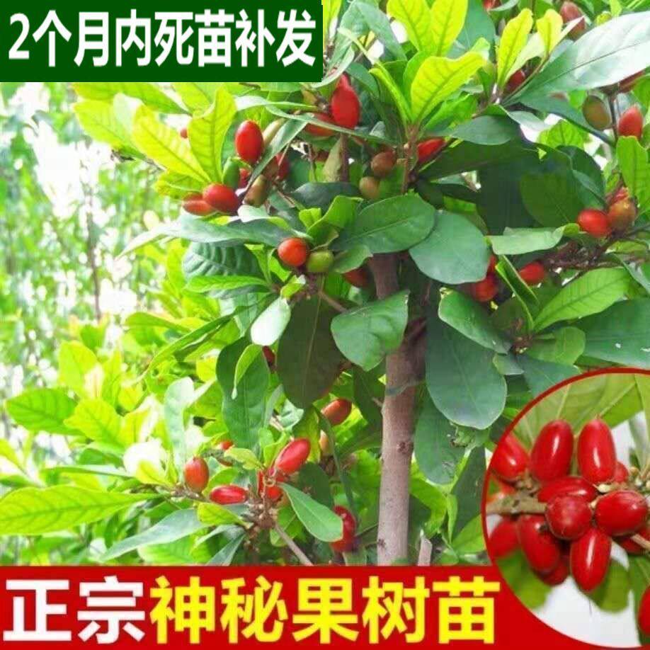 神秘果苗吃酸变甜神秘果树苗神奇果树南方四季开花结果树苗带土叶