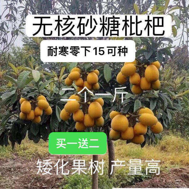 新品种无核白砂糖枇杷果树苗矮化嫁接苗南北果树耐寒四季可种