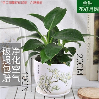 绿公主大叶金钻盆栽吸毒王四季常青吸甲醛植物室内桌面绿植花卉.