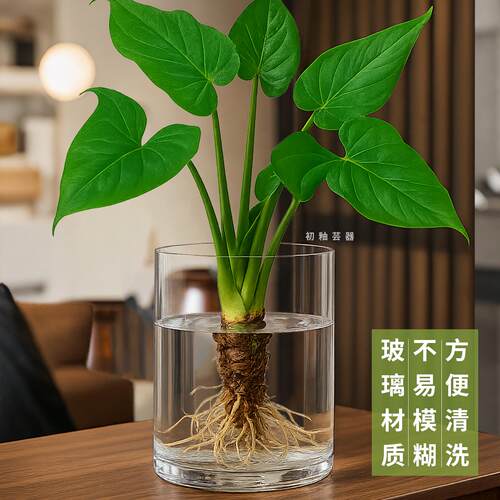 滴水观音龟背芋专用水培